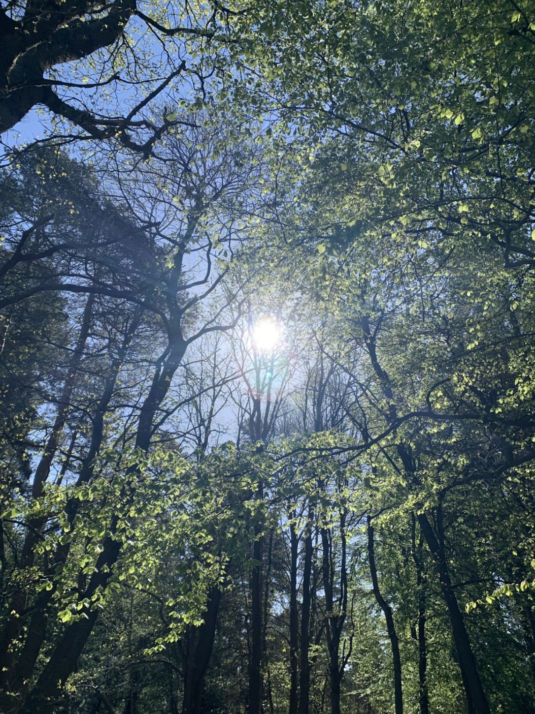 Sunlight filtering through woodland trees during a restorative forest wellness experience